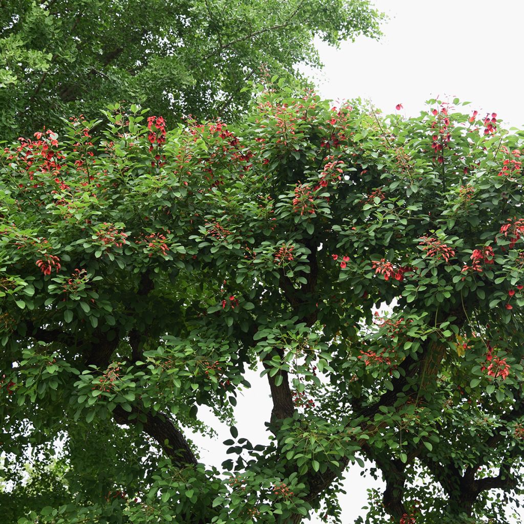 Erythrina crista-galli (zaad) - Koraalstruik