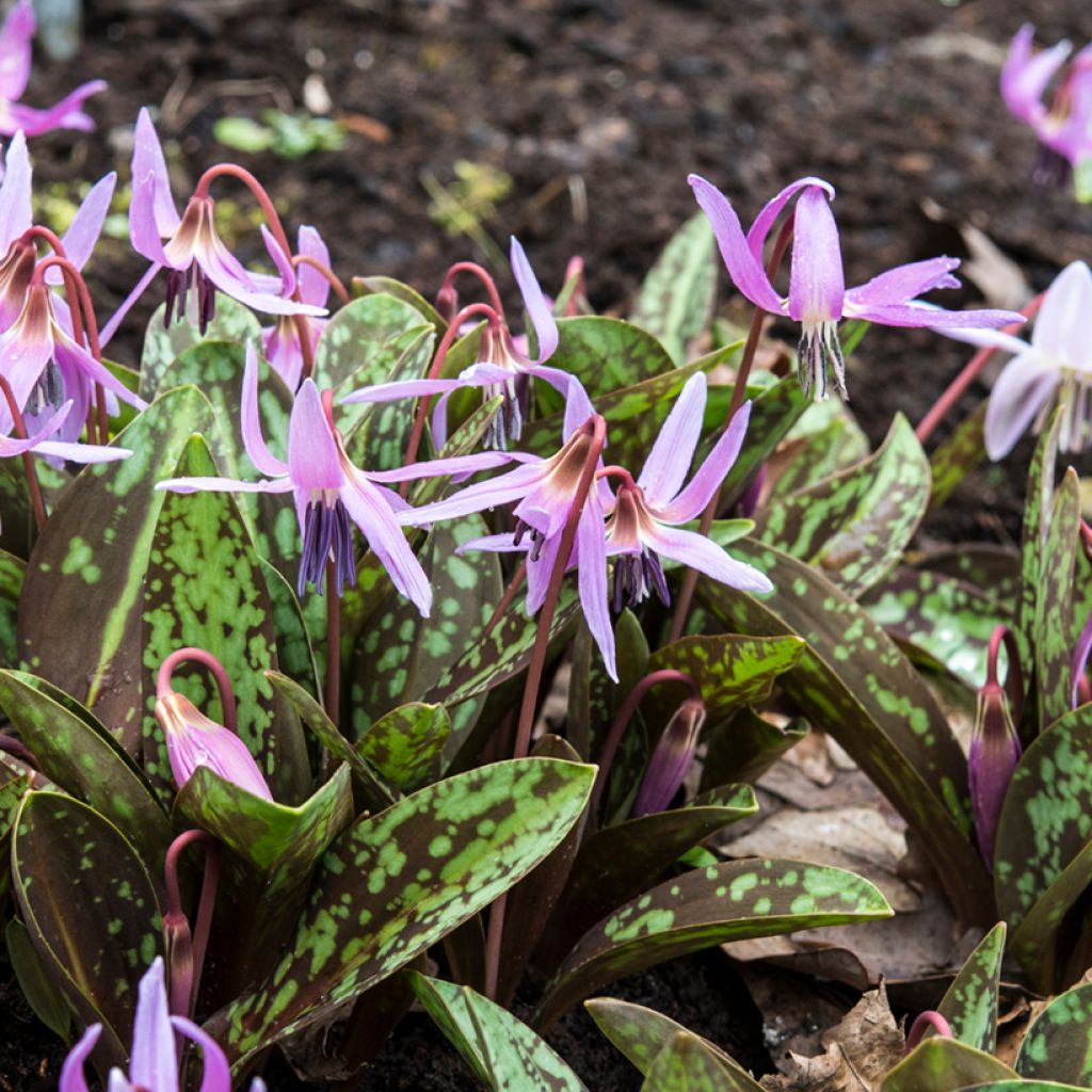 Erythronium dens-canis Roze Queen - Hondstand
