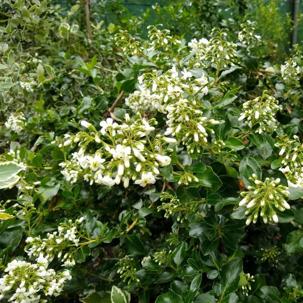 Escallonia Iveyi - Escalloniastruik