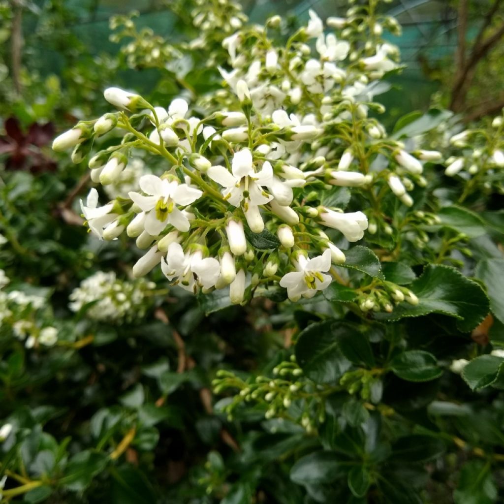 Escallonia Iveyi - Escalloniastruik