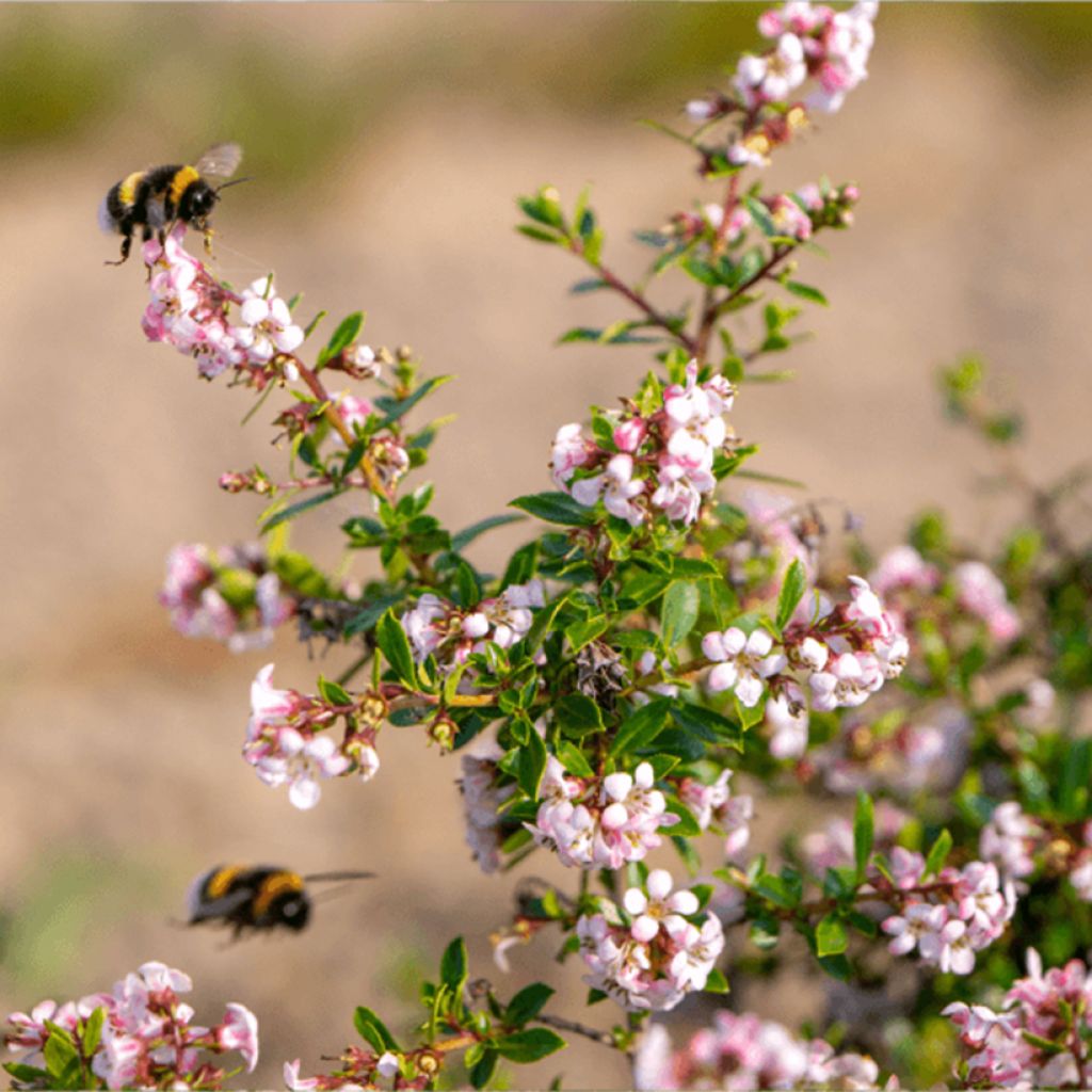 Escallonia Pinky Carpet - Escalloniastruik