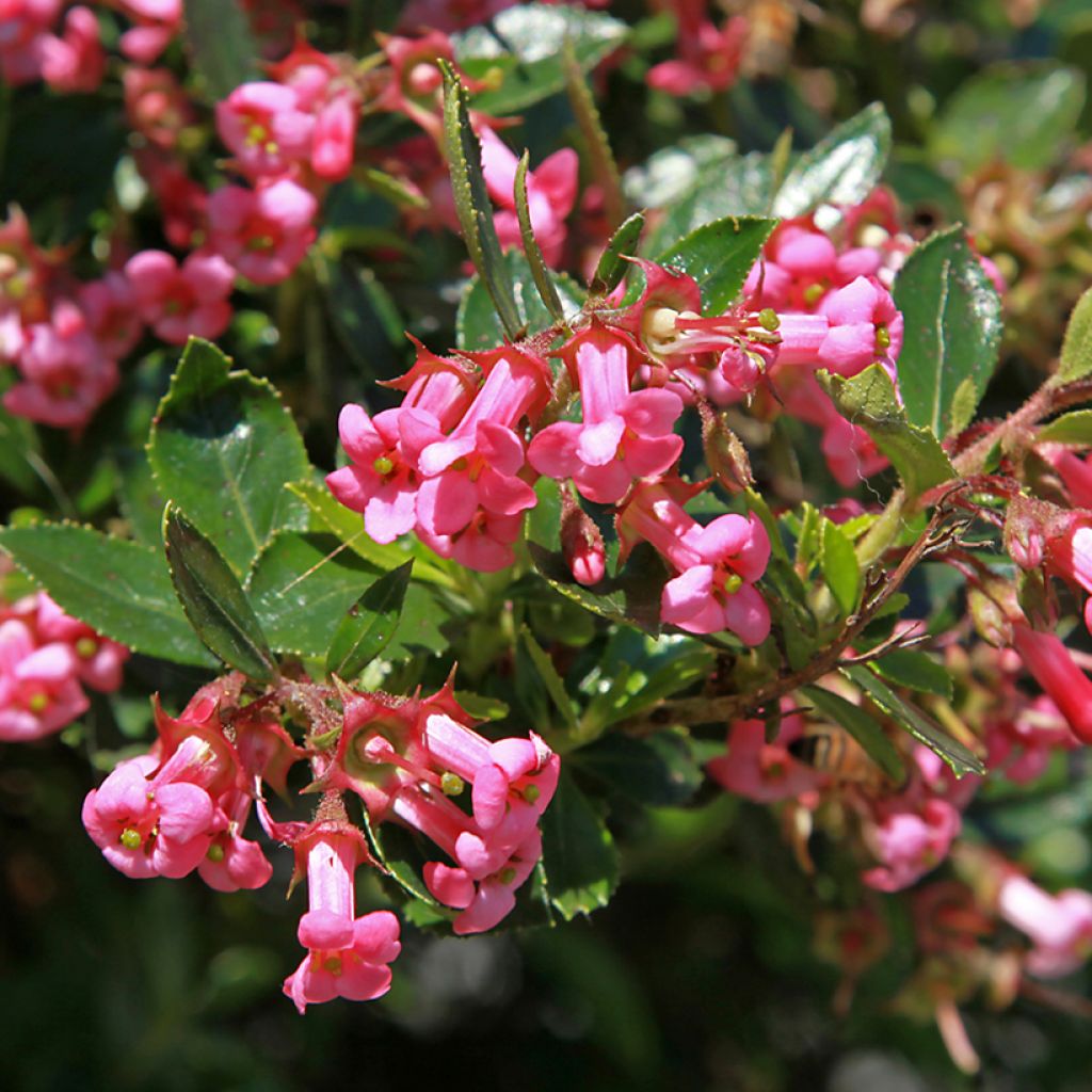 Escallonia Pride of Donard - Escalloniastruik
