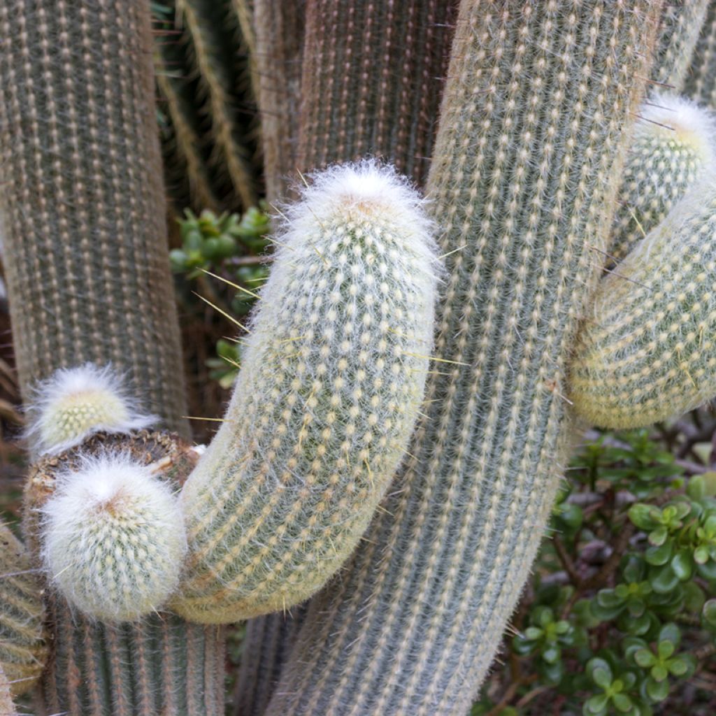 Espostoa lanata - Peruaanse oude man cactus