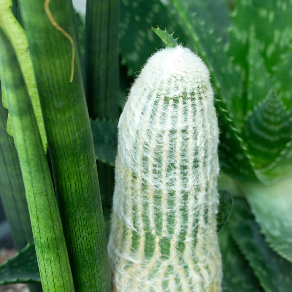 Espostoa lanata - Peruaanse oude man cactus