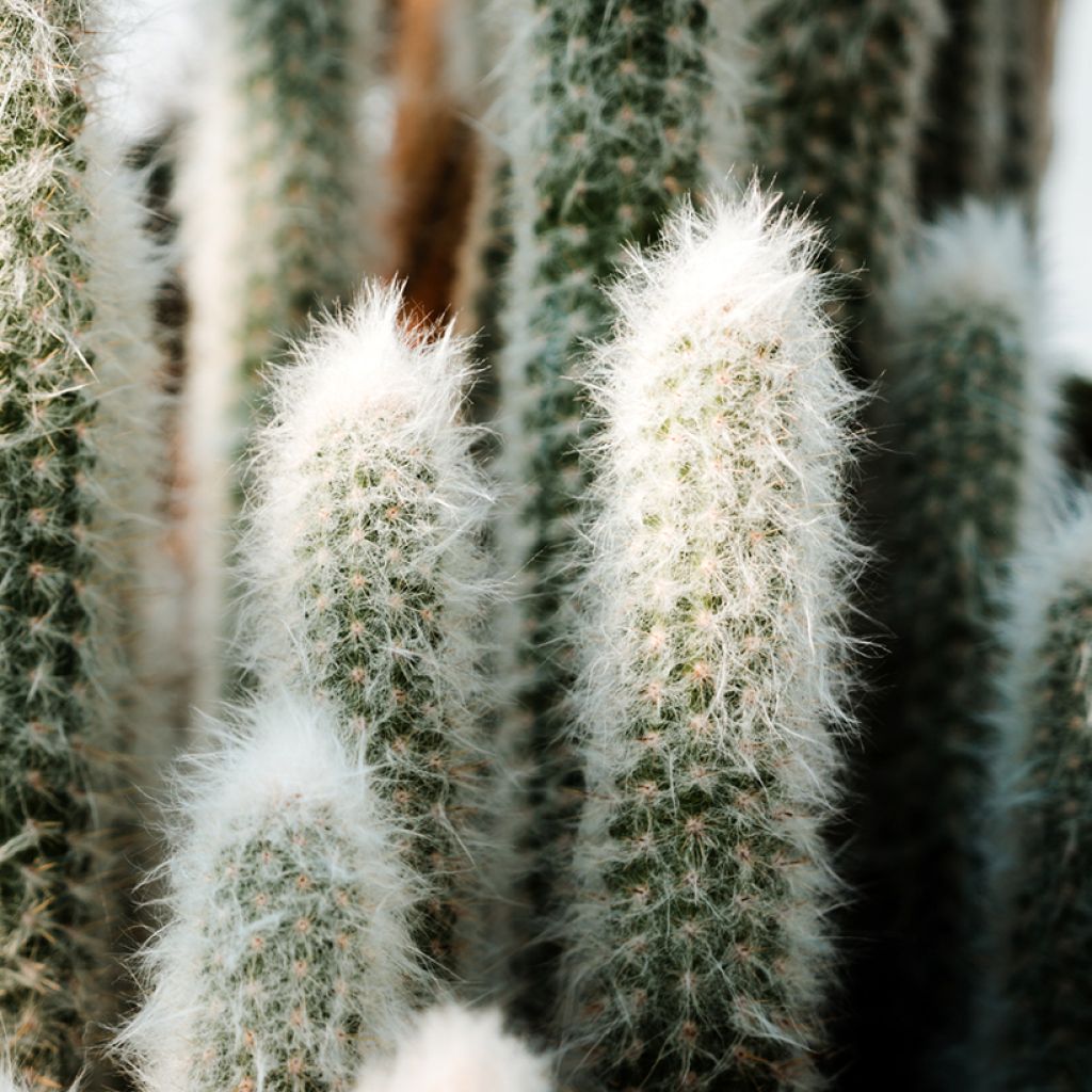 Espostoa lanata - Peruaanse oude man cactus