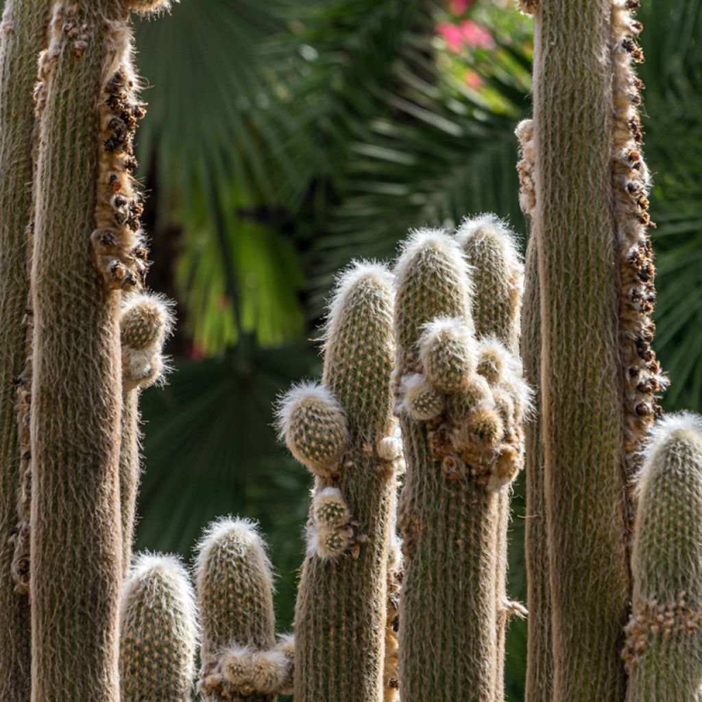 Espostoa lanata - Peruaanse oude man cactus