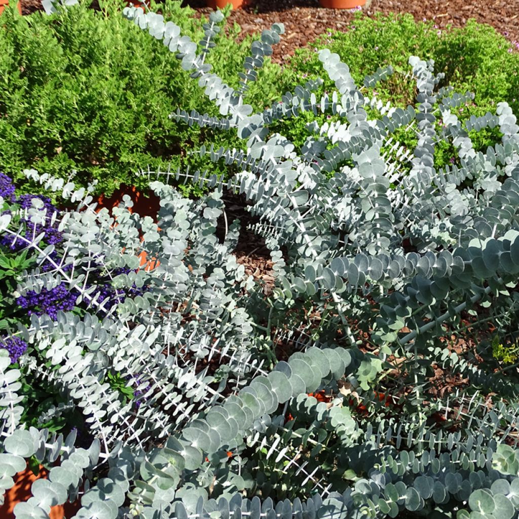 Eucalyptus pulverulenta Baby Blue - Gomboom