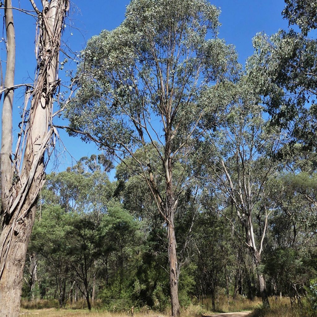 Eucalyptus camphora subsp. camphora