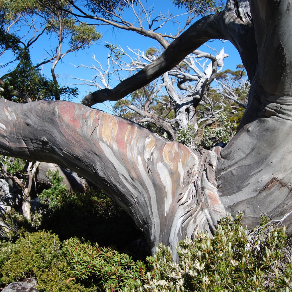 Eucalyptus coccifera - Gomboom