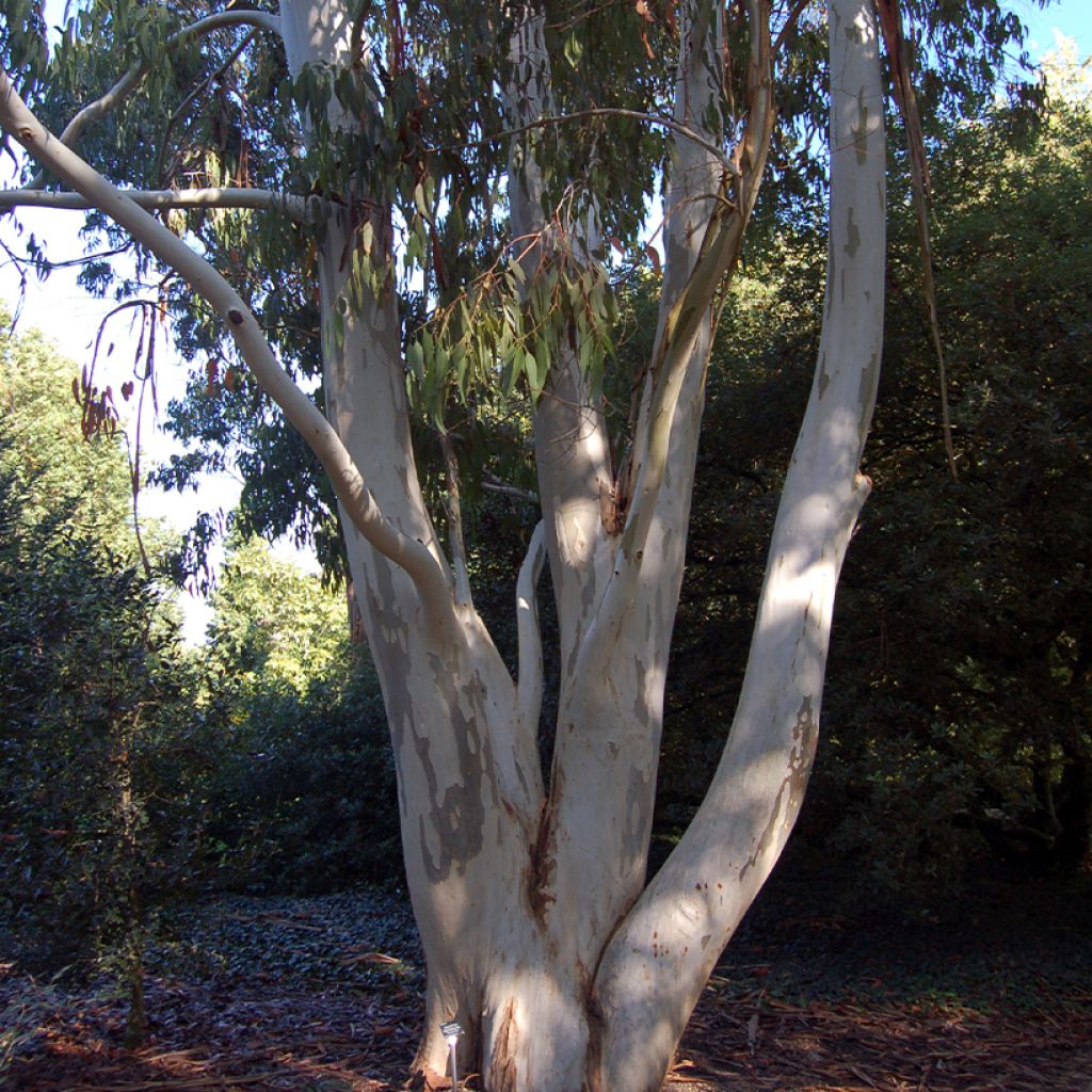 Eucalyptus dalrympleana - Gomboom