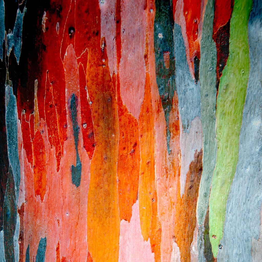 Eucalyptus deglupta - Regenboog-eucalyptus