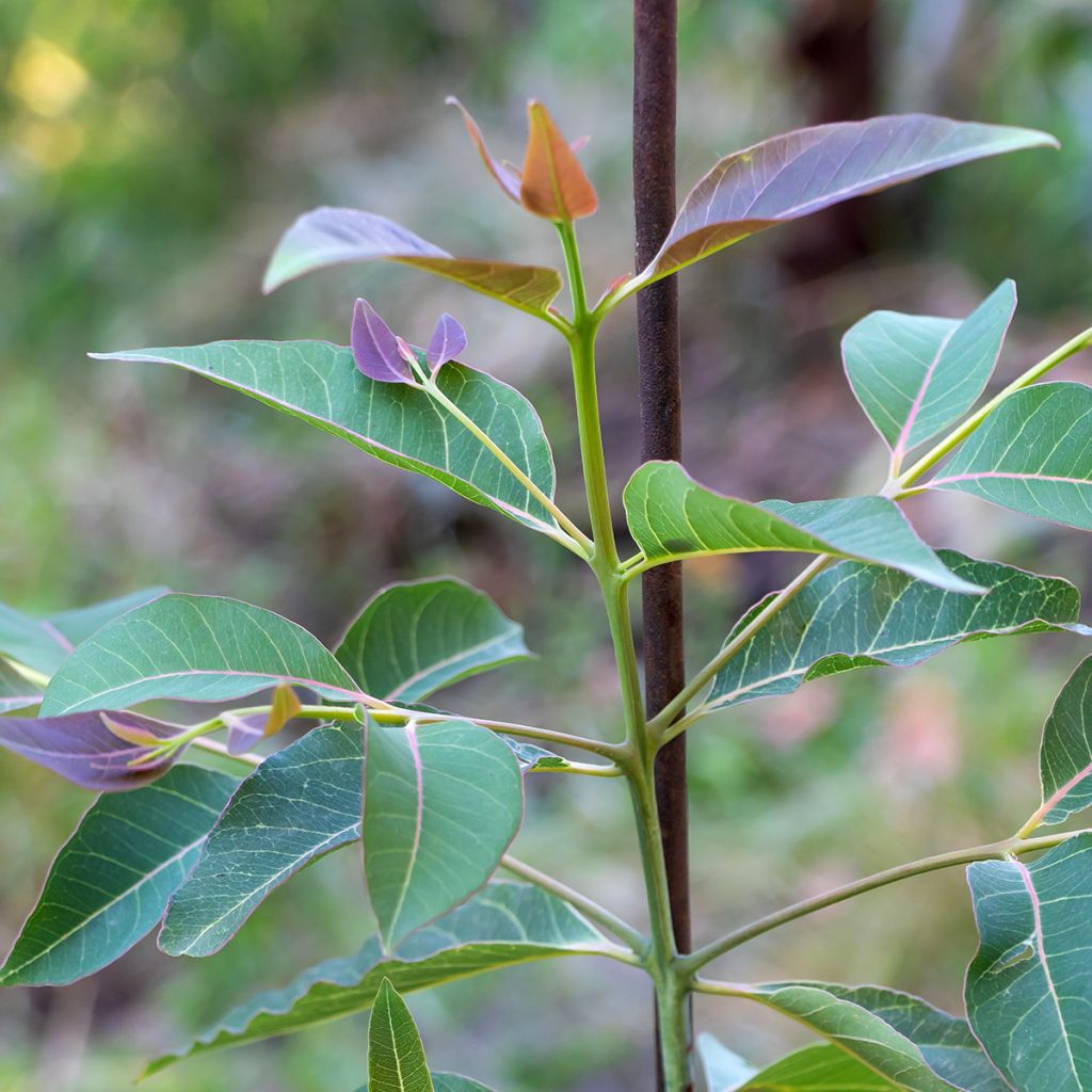 Eucalyptus deglupta - Regenboog-eucalyptus