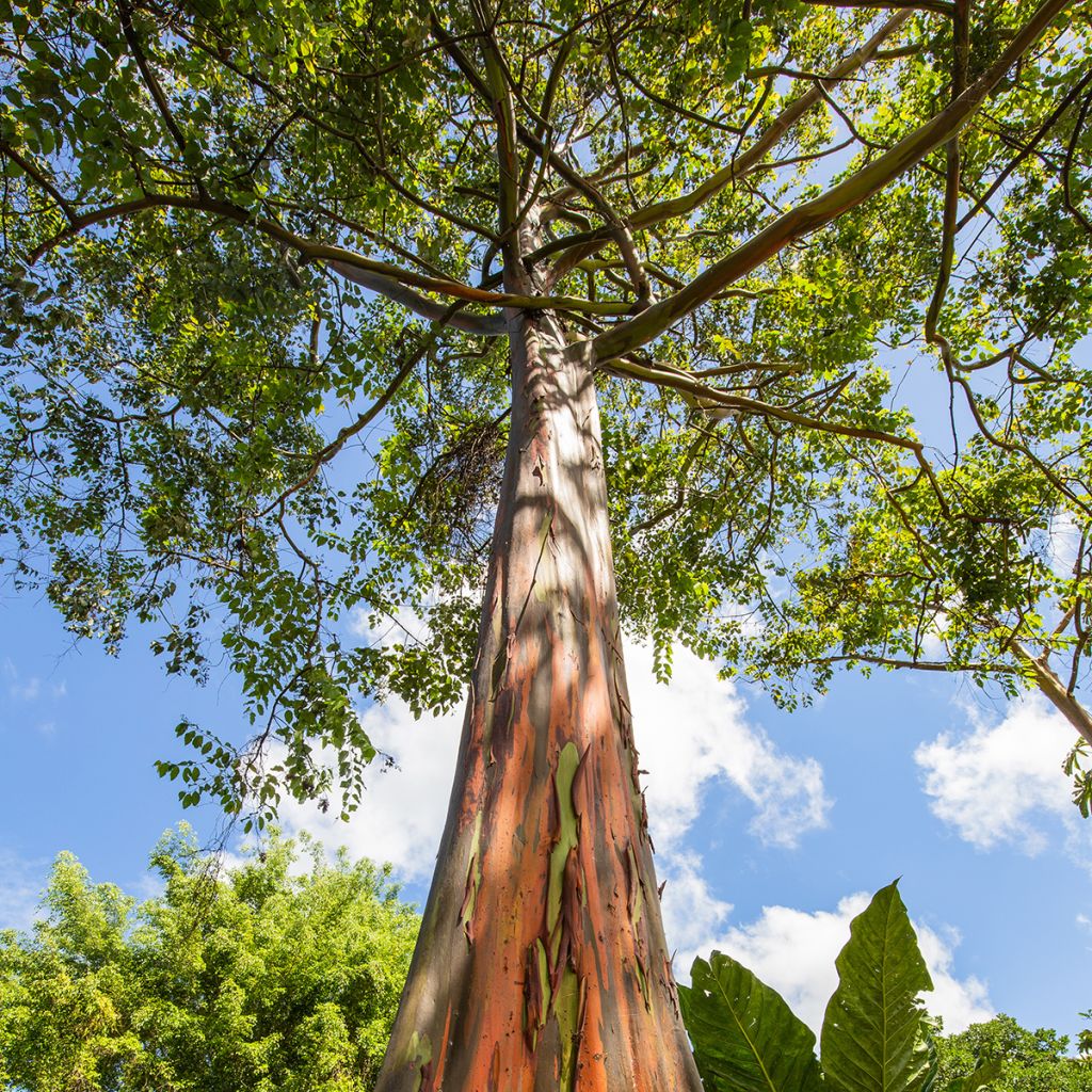 Eucalyptus deglupta - Regenboog-eucalyptus