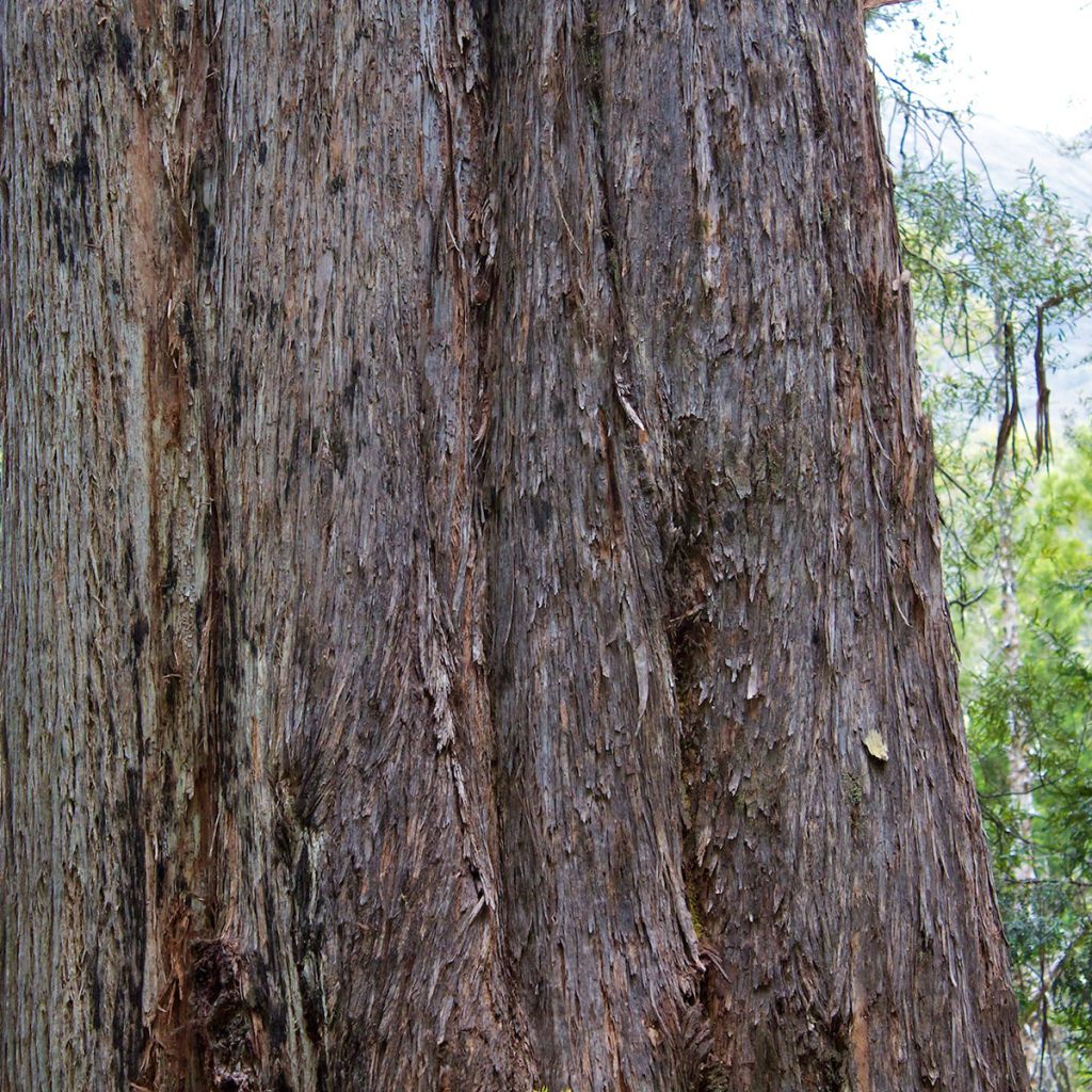 Eucalyptus delegatensis subsp. tasmaniensis - Alpine gomboom
