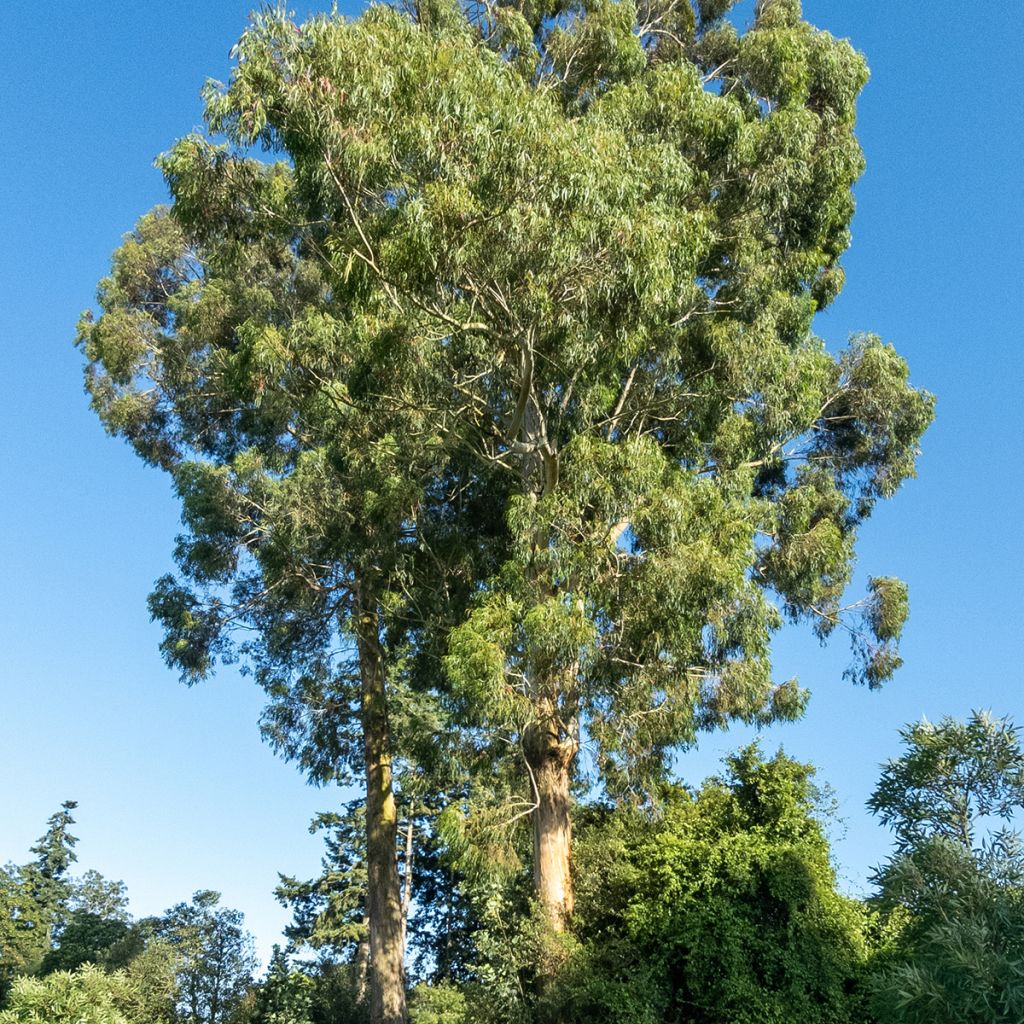 Eucalyptus denticulata - Shining gum