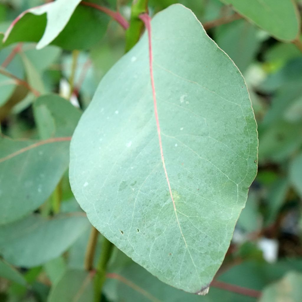 Eucalyptus elliptica - Elliptische gomboom