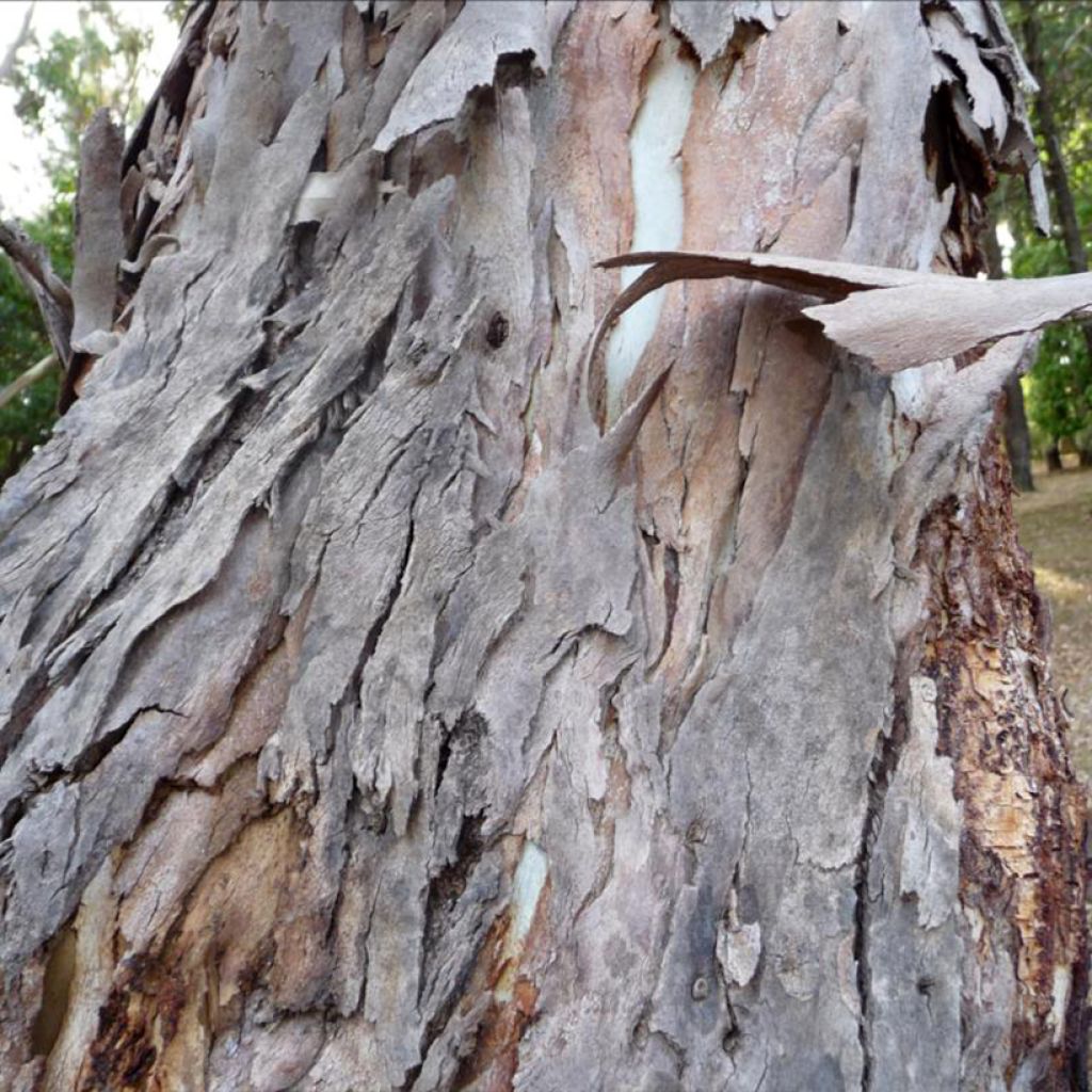 Eucalyptus fastigata - Brown barrel