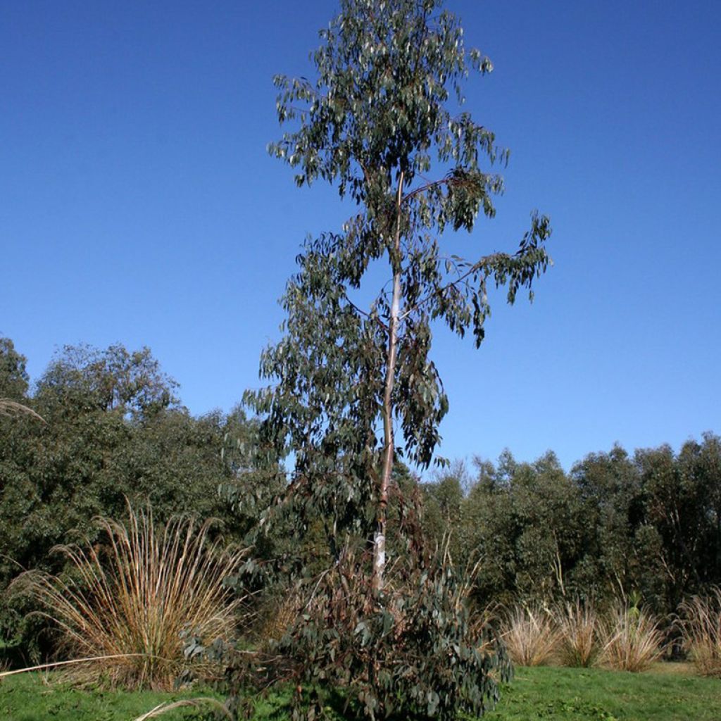 Eucalyptus glaucescens Guthega - Tingiringi gum