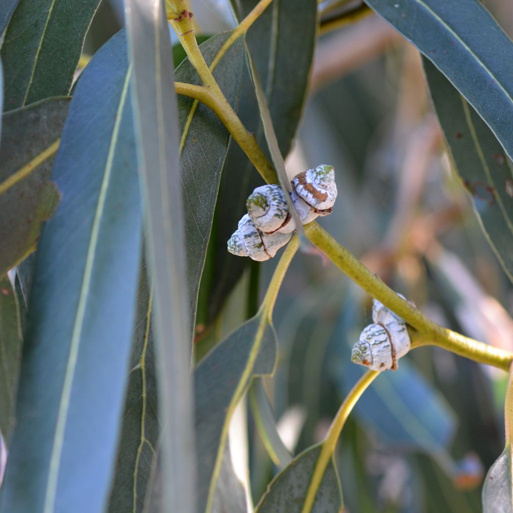Eucalyptus globulus bicostata - Gomboom