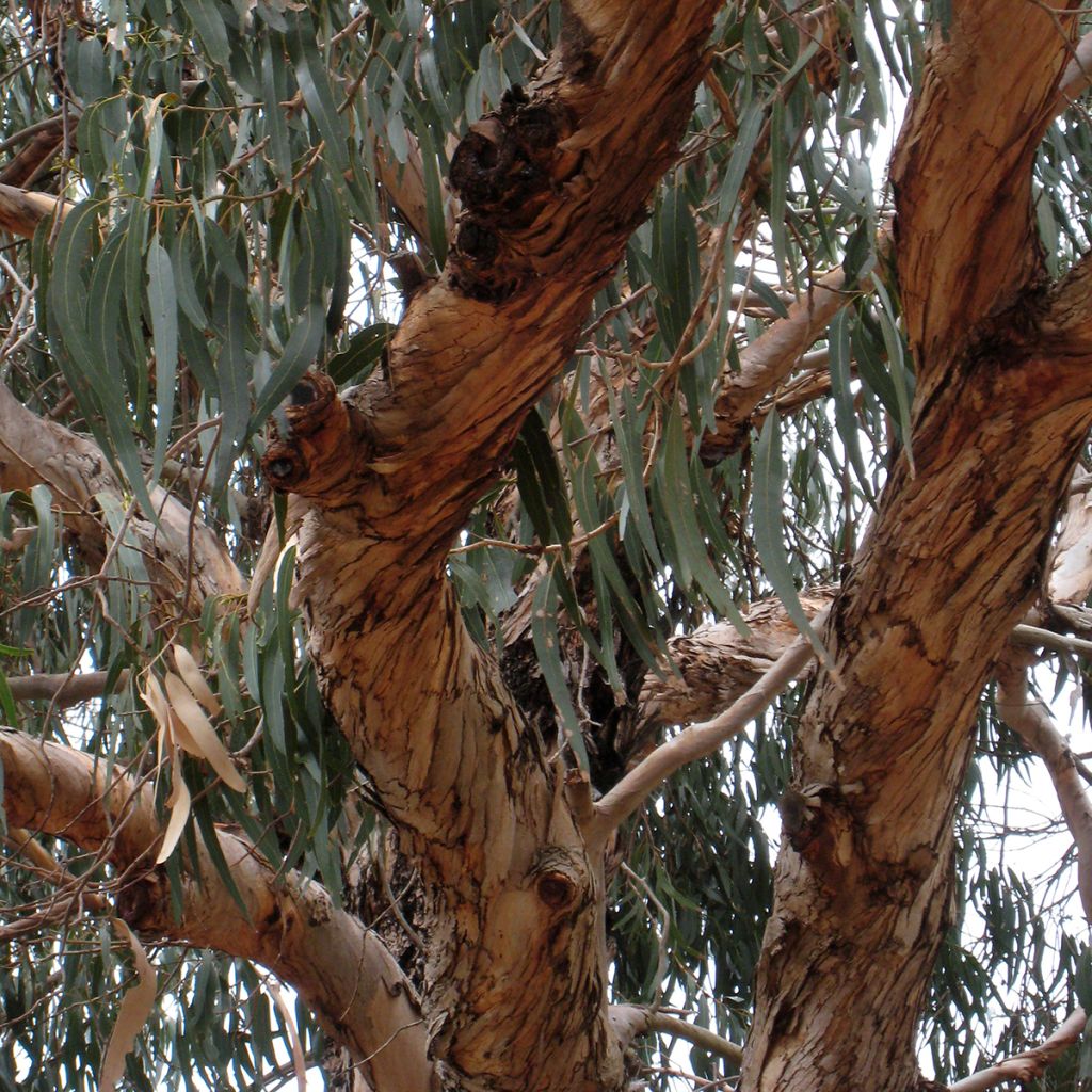 Eucalyptus globulus bicostata - Gomboom