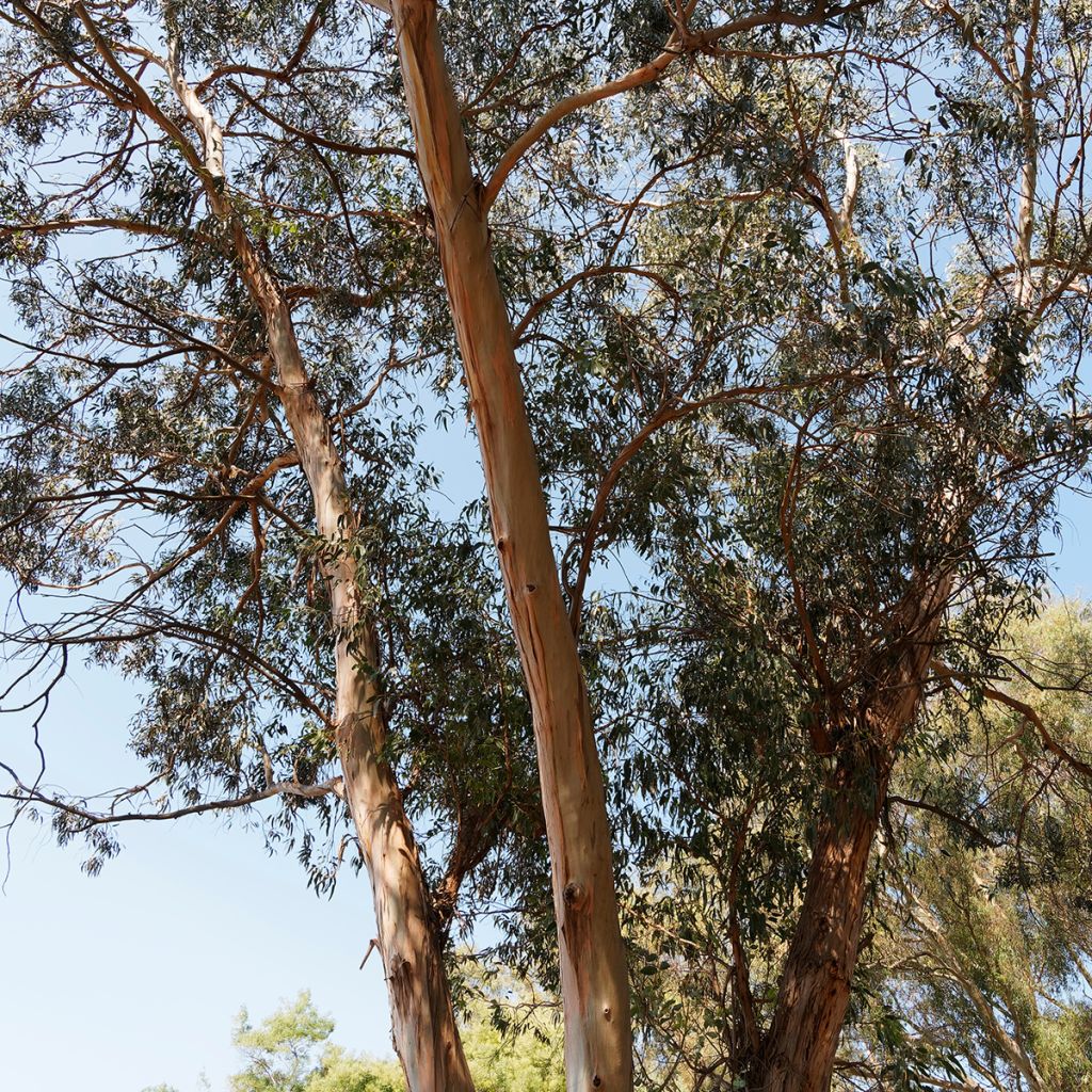 Eucalyptus globulus bicostata - Gomboom