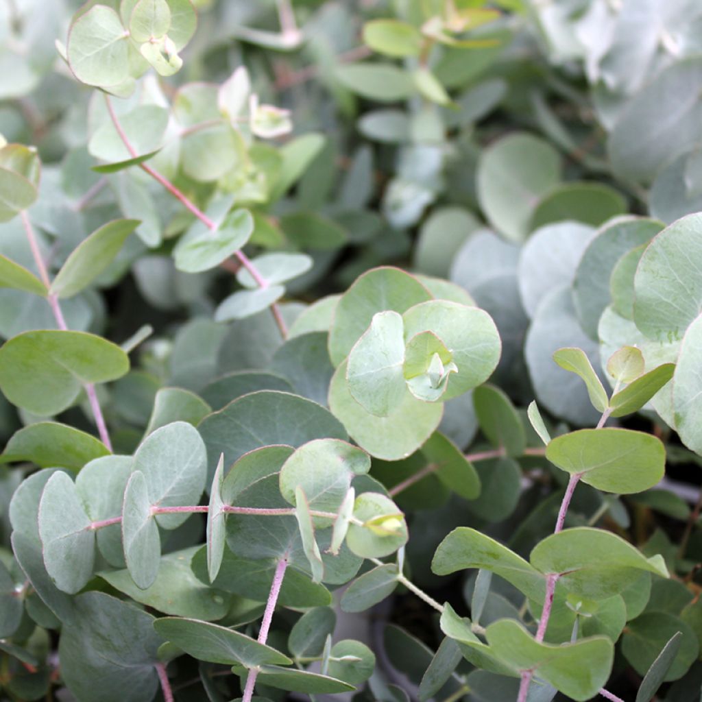 Eucalyptus gunnii - Cidergomboom