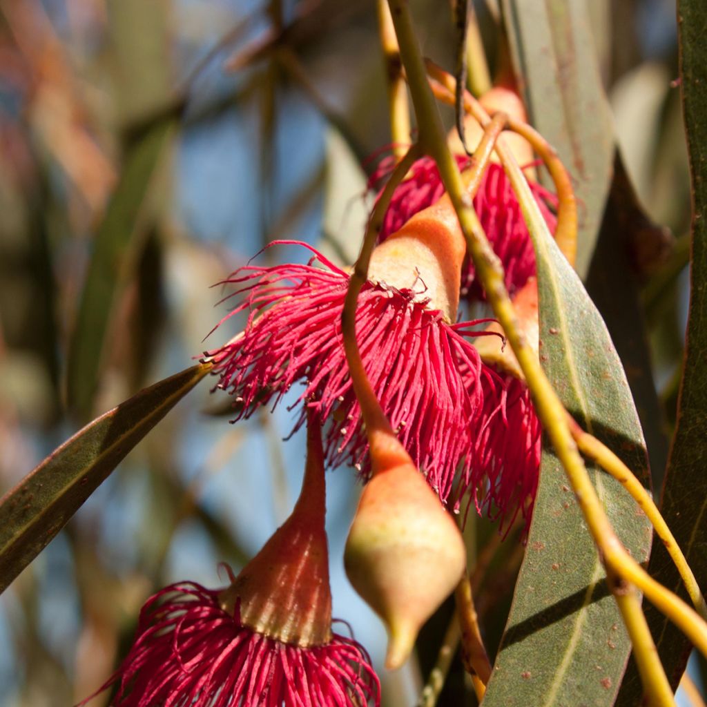Eucalyptus leucoxylon Rosea - Gomboom
