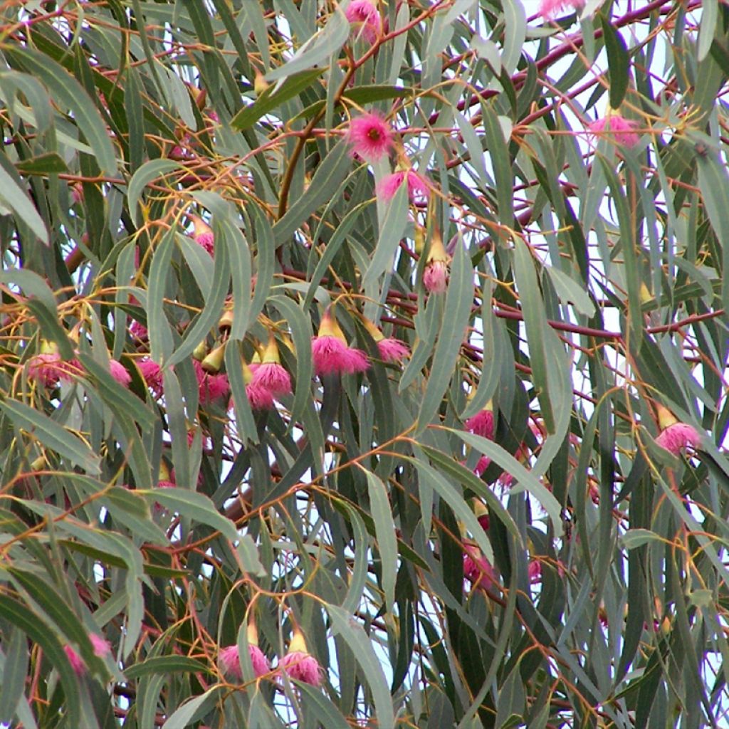 Eucalyptus leucoxylon Rosea - Gomboom