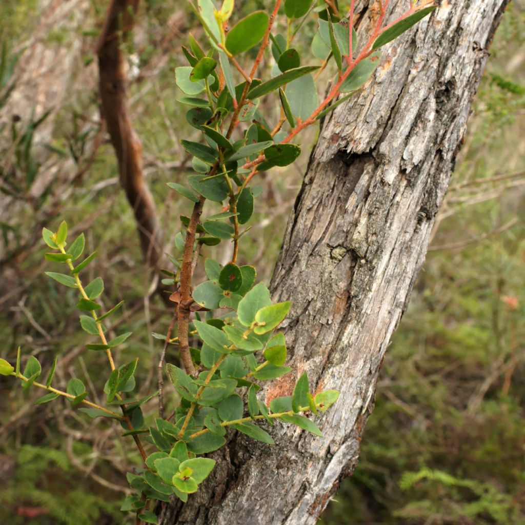 Eucalyptus ligustrina - Gomboom