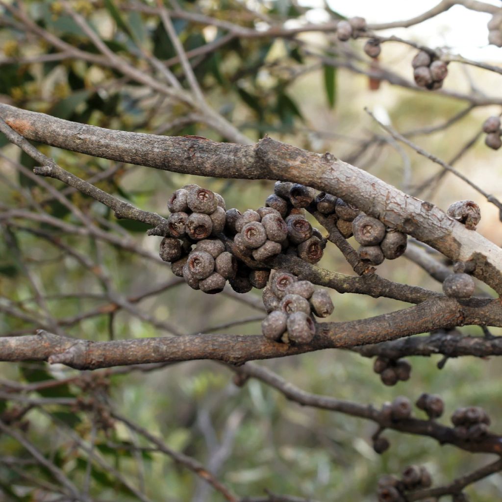 Eucalyptus ligustrina - Gomboom