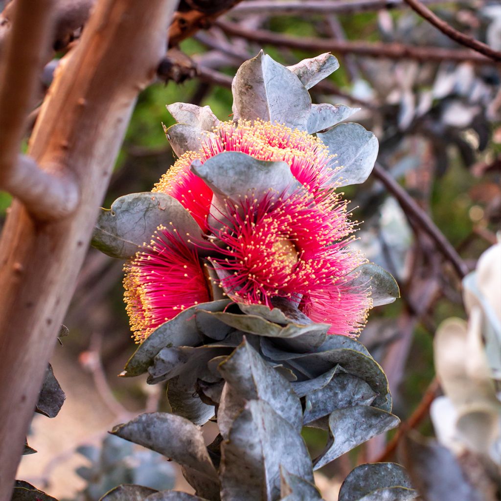 Eucalyptus macrocarpa - Gomboom