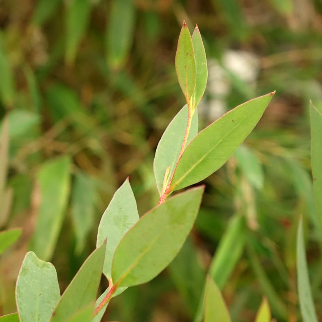 Eucalyptus nitida - Gomboom