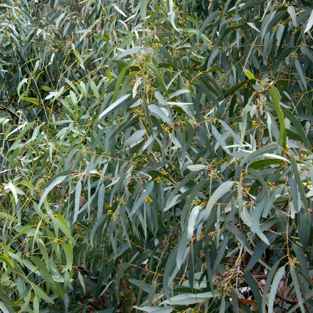 Eucalyptus paliformis - Gomboom