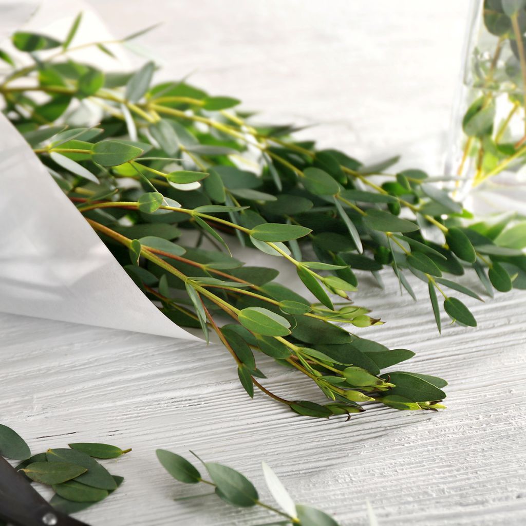 Eucalyptus parviflora - Gomboom