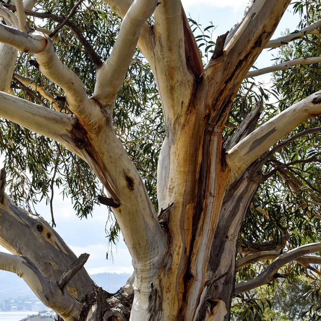 Eucalyptus pauciflora subsp. niphophila Mt Bogong - Sneeuweucalyptus