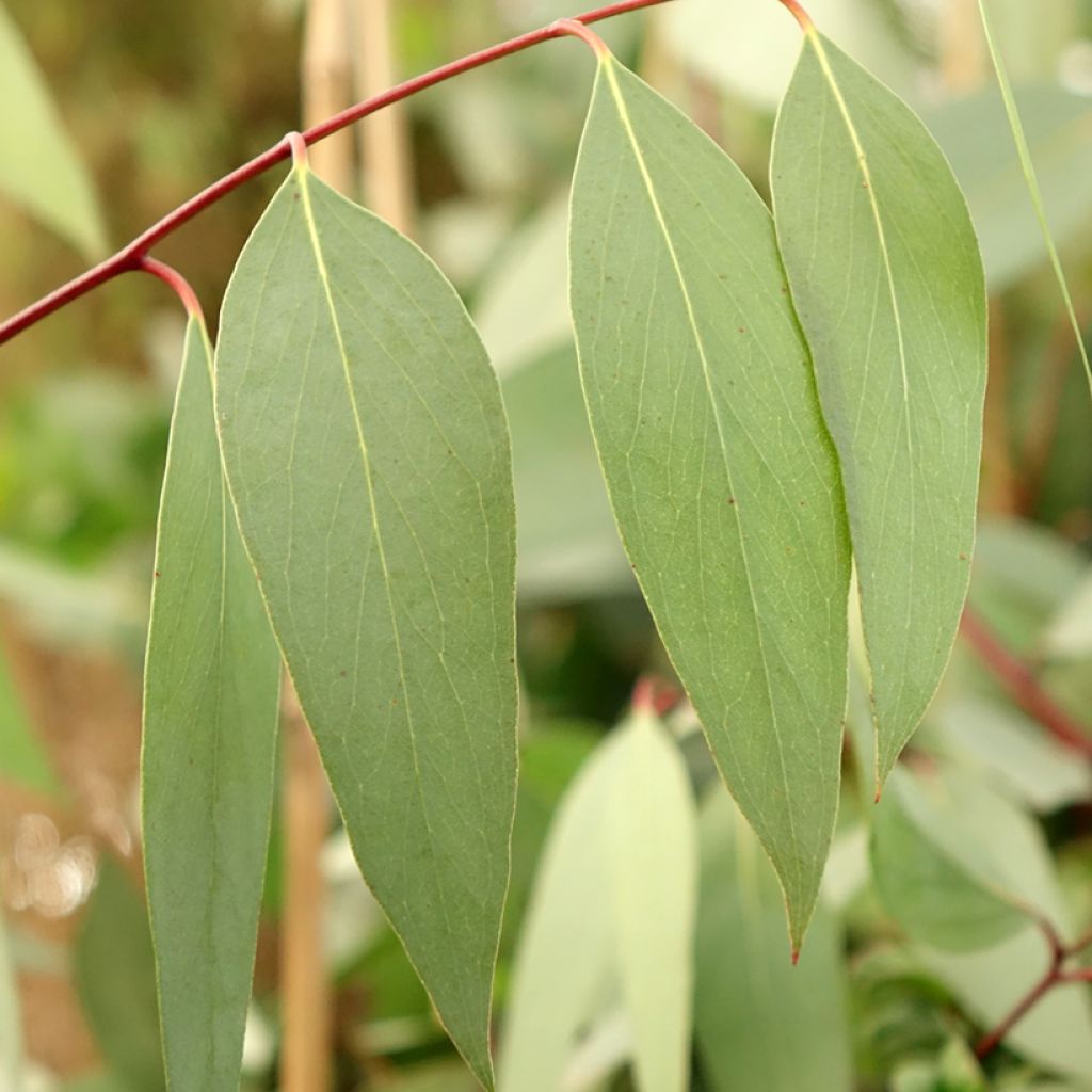 Eucalyptus pauciflora subsp. niphophila Mt Bogong - Sneeuweucalyptus