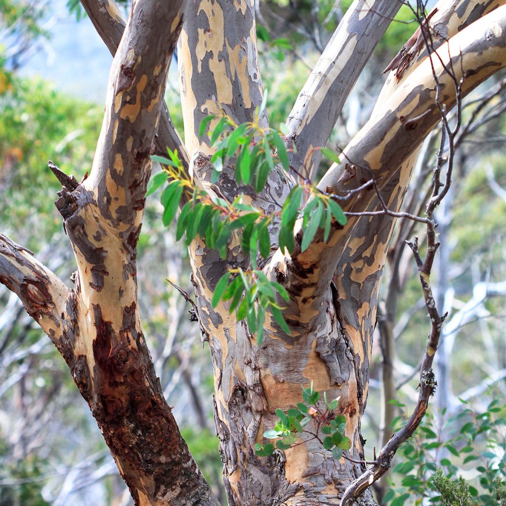 Eucalyptus pauciflora subsp. pauciflora Adaminaby - Gomboom