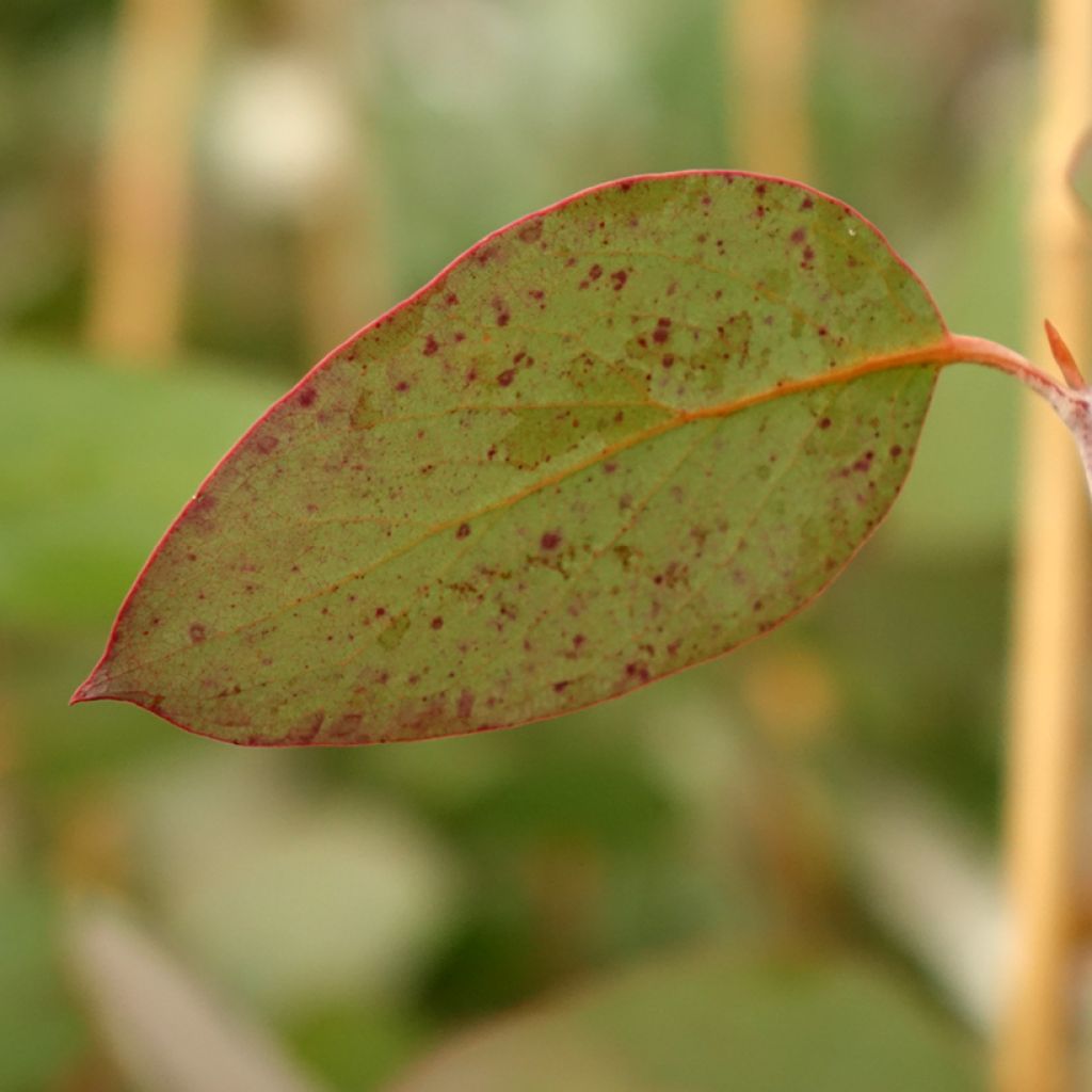 Eucalyptus pauciflora subsp. pauciflora Buffalo - Gomboom