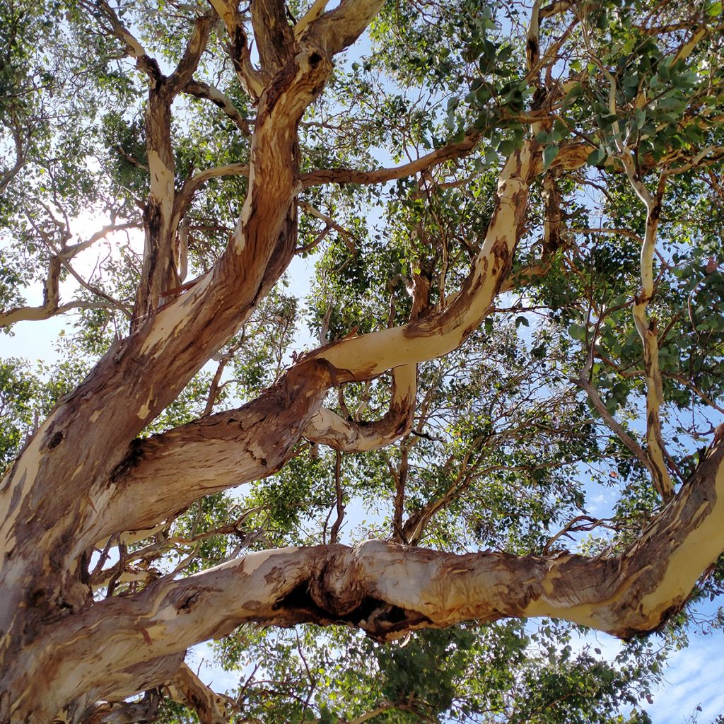 Eucalyptus polyanthemos - Gomboom