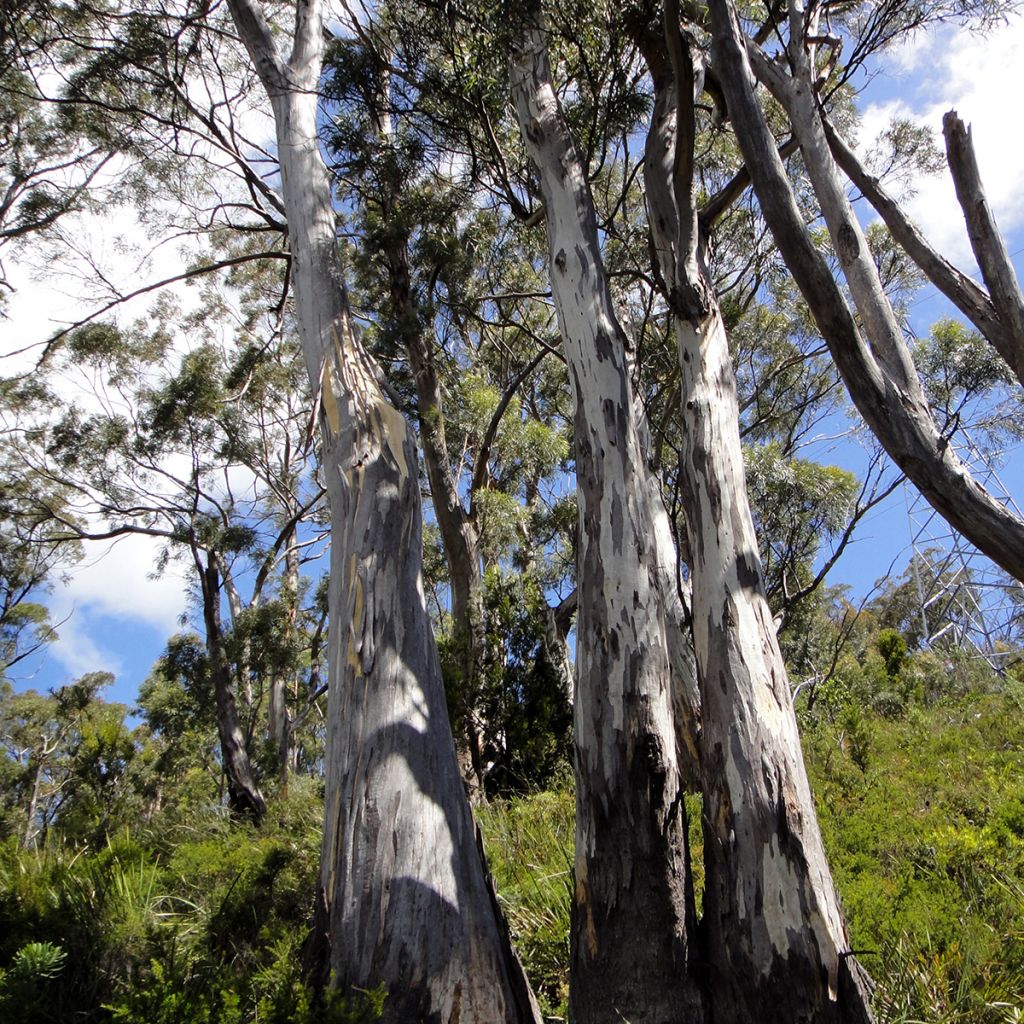 Eucalyptus pulchella - Gomboom