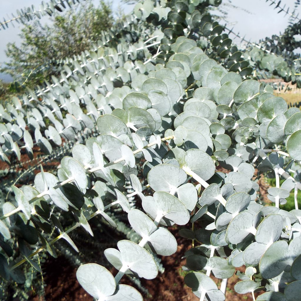 Eucalyptus pulverulenta - Gomboom