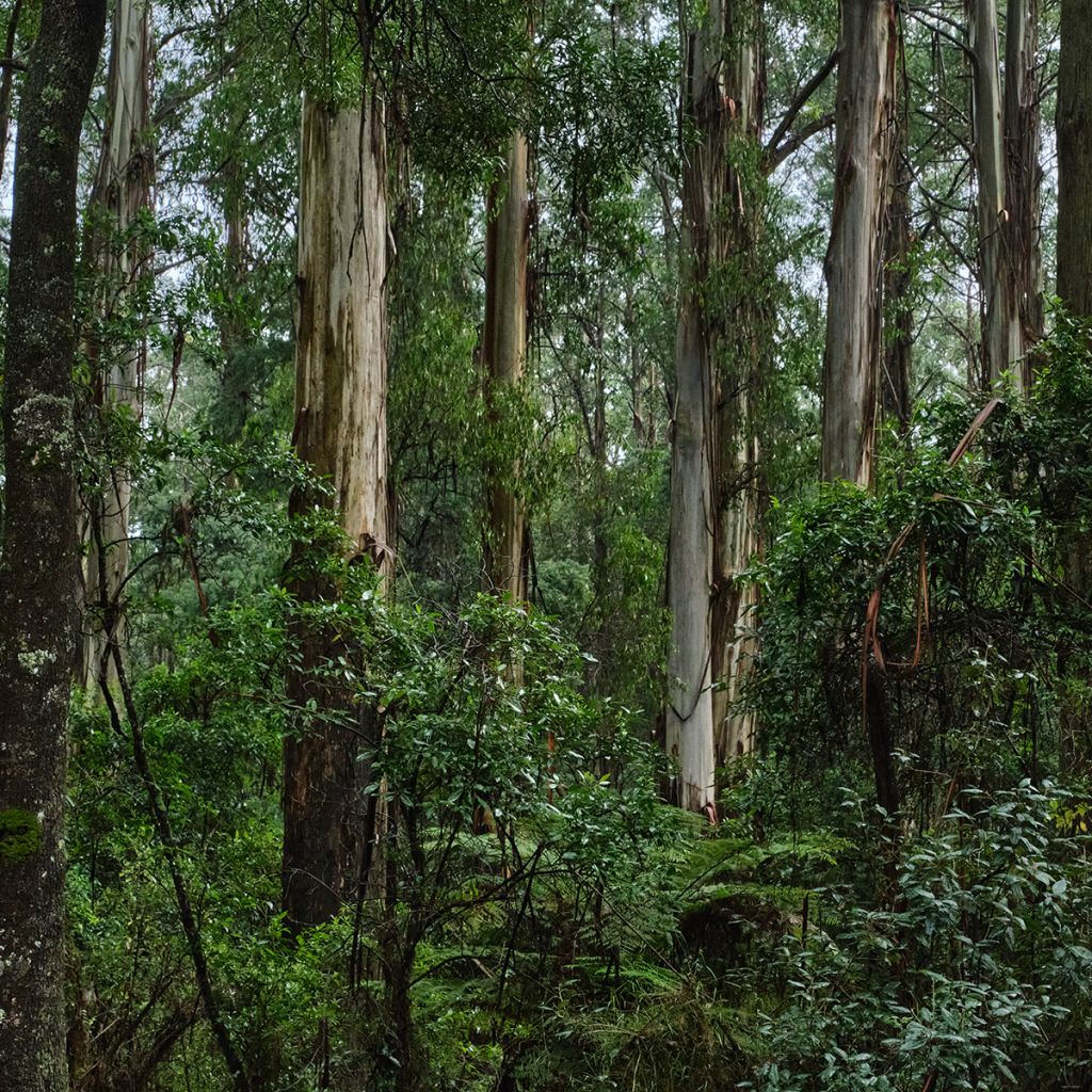 Eucalyptus regnans - Reuzeneucalyptus