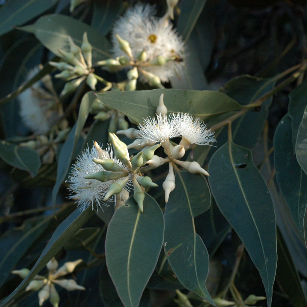 Eucalyptus robusta - Gomboom