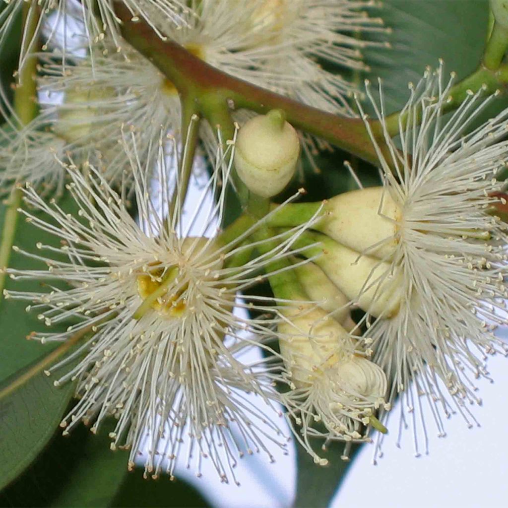 Eucalyptus robusta - Gomboom