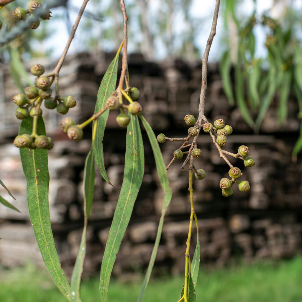 Eucalyptus robusta - Gomboom