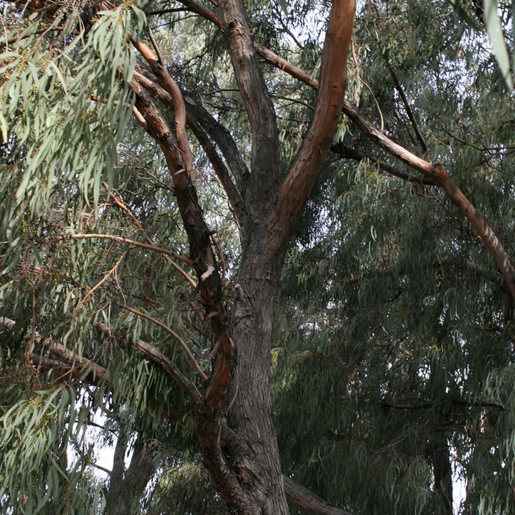 Eucalyptus rodwayi - Gomboom