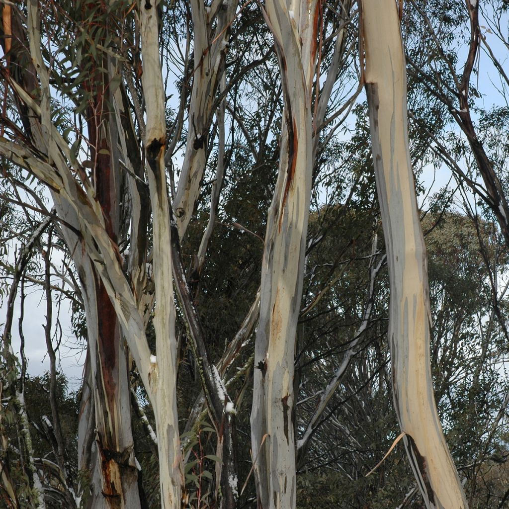 Eucalyptus saligna - Gomboom