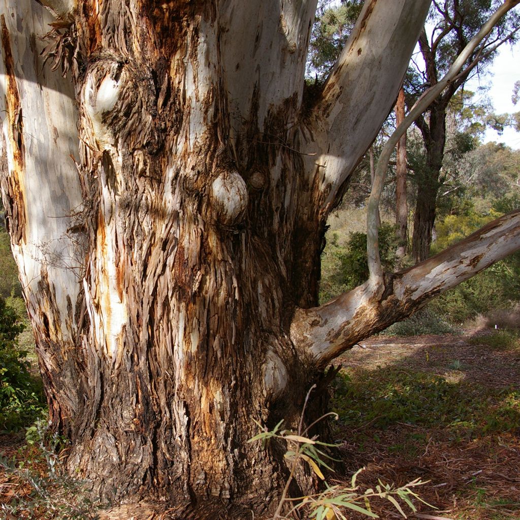 Eucalyptus scoparia - Gomboom