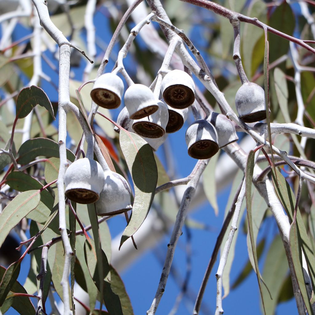 Eucalyptus scoparia - Gomboom