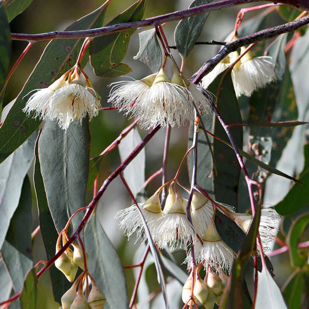Eucalyptus sideroxylon - Rode ijzerschors